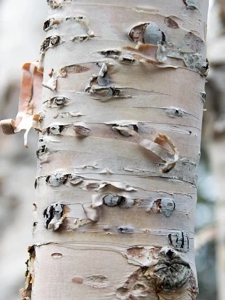 Betula papyrifera