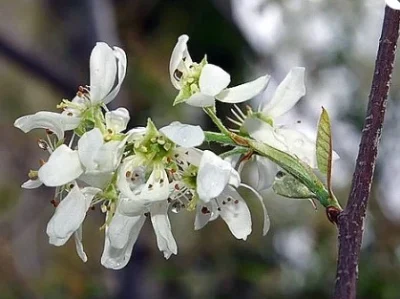 Amelanchier grandiflora